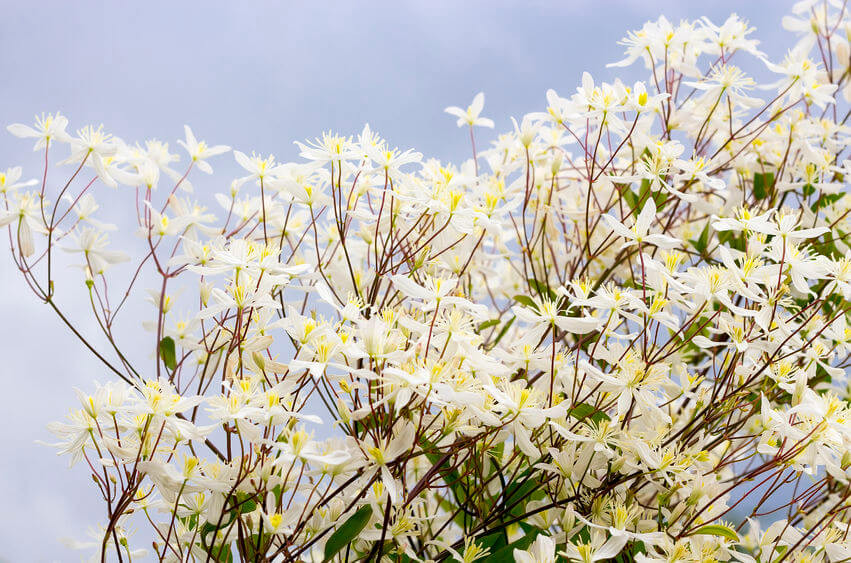 Sweet Autumn Clematis Clematis Paniculata